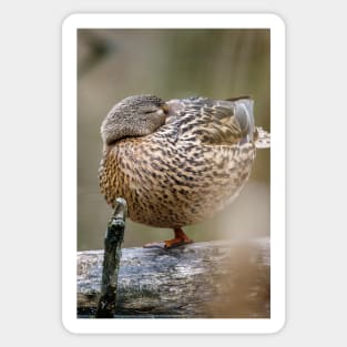 Power Nap Duck Photograph Sticker